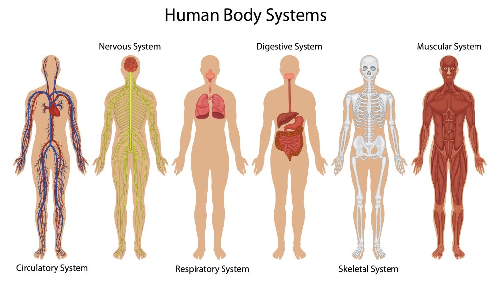 Illustration af menneskekroppens systemer